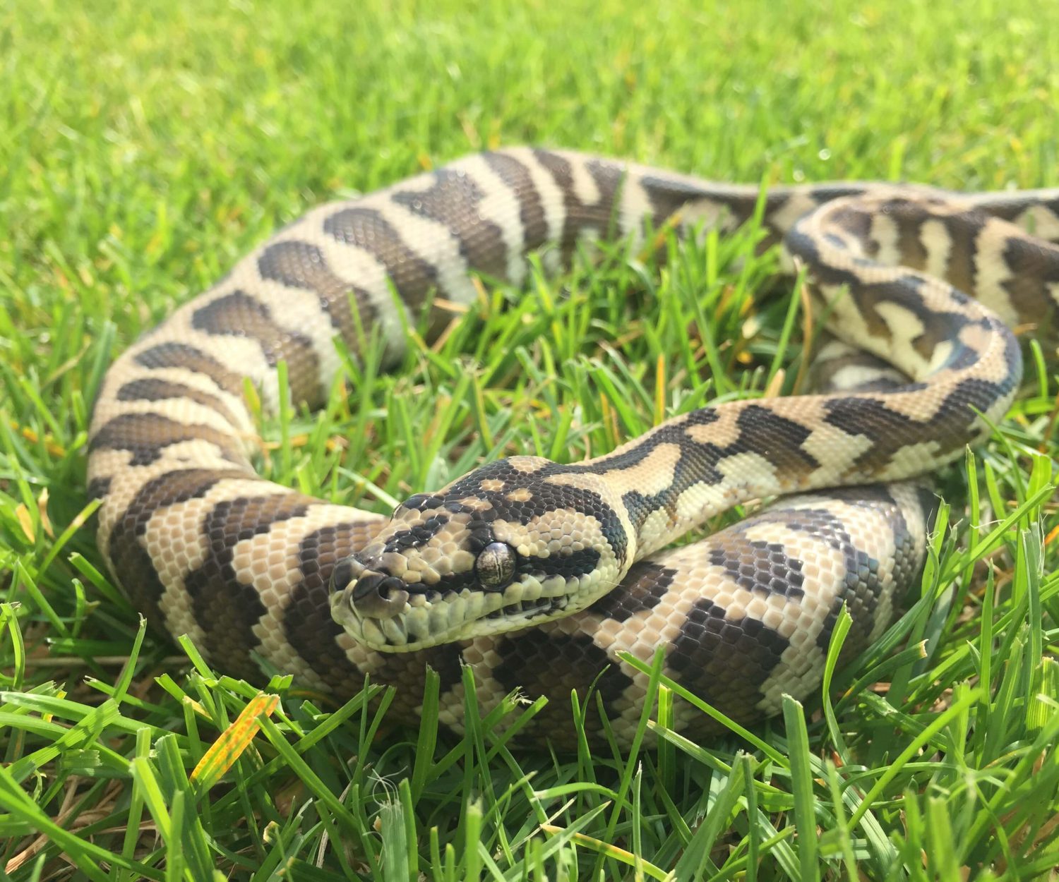 Irian Jaya - het axanthic poss het granite