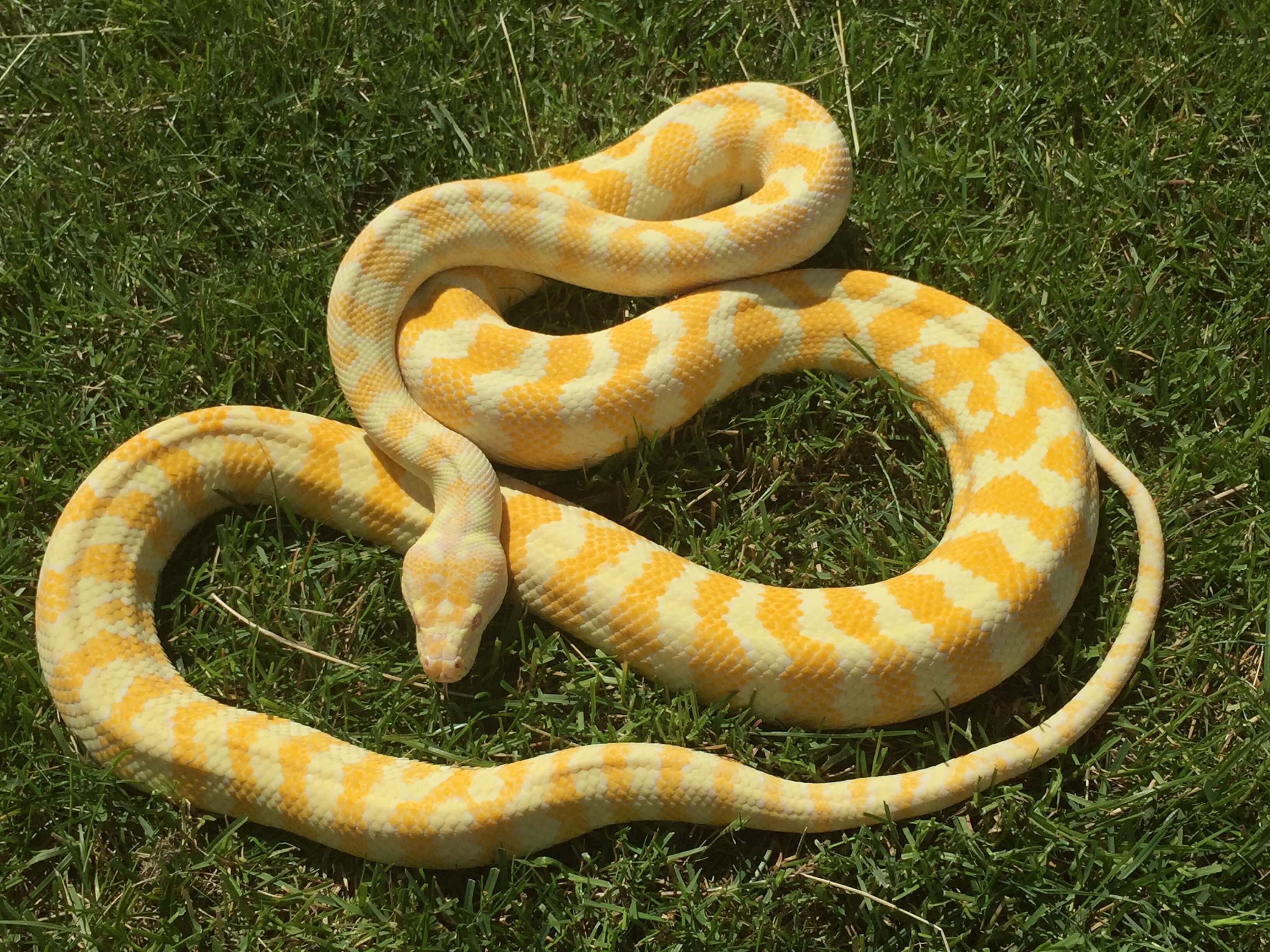 Albino Darwin carpet pythons - Morelia spilota variegata