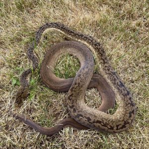 Malayopython timoriensis female 16