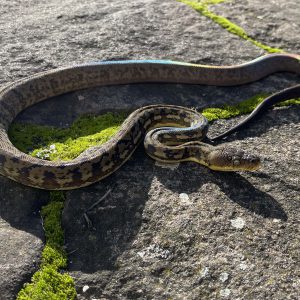 Malayopython timoriensis female CB22