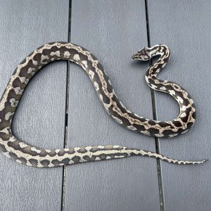 Morelia spilota harrisoni axanthic CB17 female