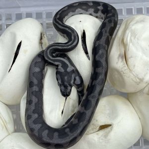 Morelia spilota harrisoni axanthic clown stripe hatched