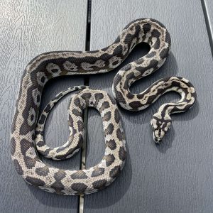 Morelia spilota harrisoni axanthic male CB17