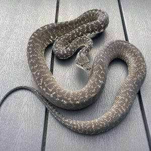 Morelia spilota harrisoni granite het axanthic CB19