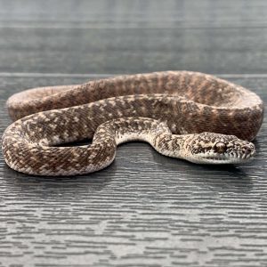 Morelia spilota harrisoni granite het axanthic CB19 hatchling