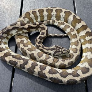 Morelia spilota harrisoni het axanthic CB13