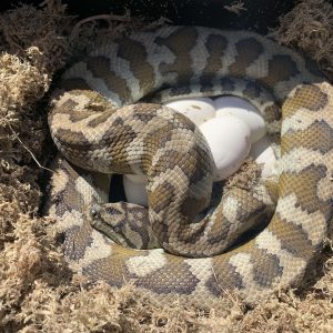 Morelia spilota harrisoni het axanthic CB13 on eggs