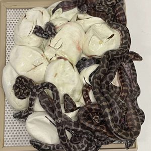 Morelia spilota harrisoni hypo axanthic clutch 24