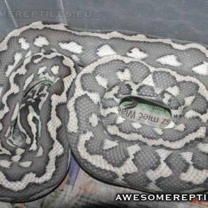 Morelia spilota harrisoni hypo axanthic Krzysztof Nowak