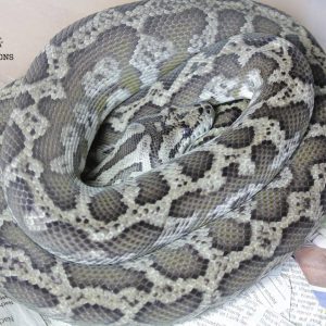 Morelia spilota harrisoni hypo axanthic Raphael Doll (Striking Pythons)