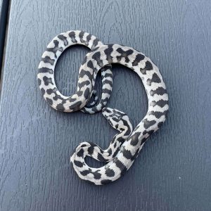 Morelia spilota harrisoni hypo jag-alike axanthic