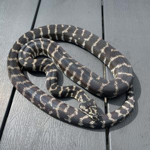 Morelia spilota harrisoni IMG female WC14