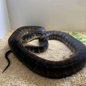 Morelia spilota harrisoni IMG male CB11