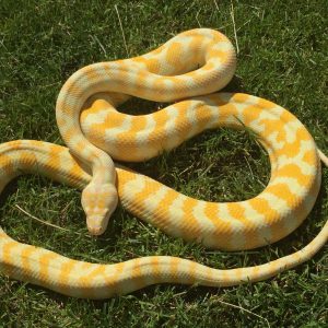 Morelia spilota variegata female CB12