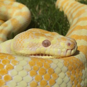 Morelia spilota variegata female CB12