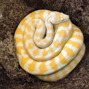 Morelia spilota variegata female CB12 on eggs