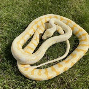 Morelia spilota variegata female CB17