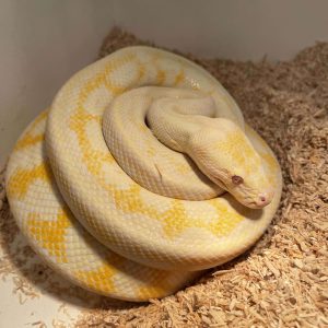 Morelia spilota variegata female CB17 on eggs