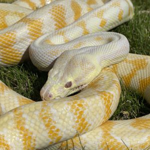 Morelia spilota variegata female CB17 headshot