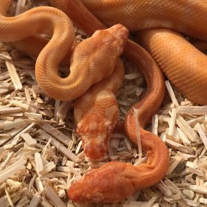 Morelia spilota variegata hatchlings