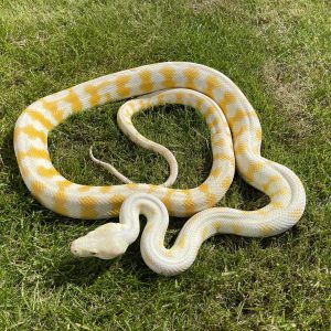 Morelia spilota variegata male CB17