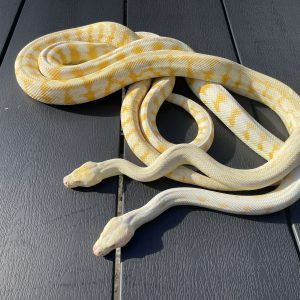 Morelia spilota variegata pair CB17