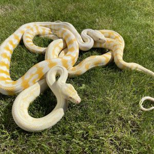 Morelia spilota variegata pair CB17