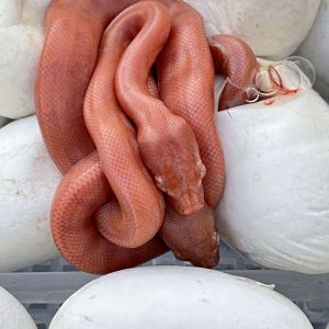 Morelia spilota variegata red hatchlings CB24